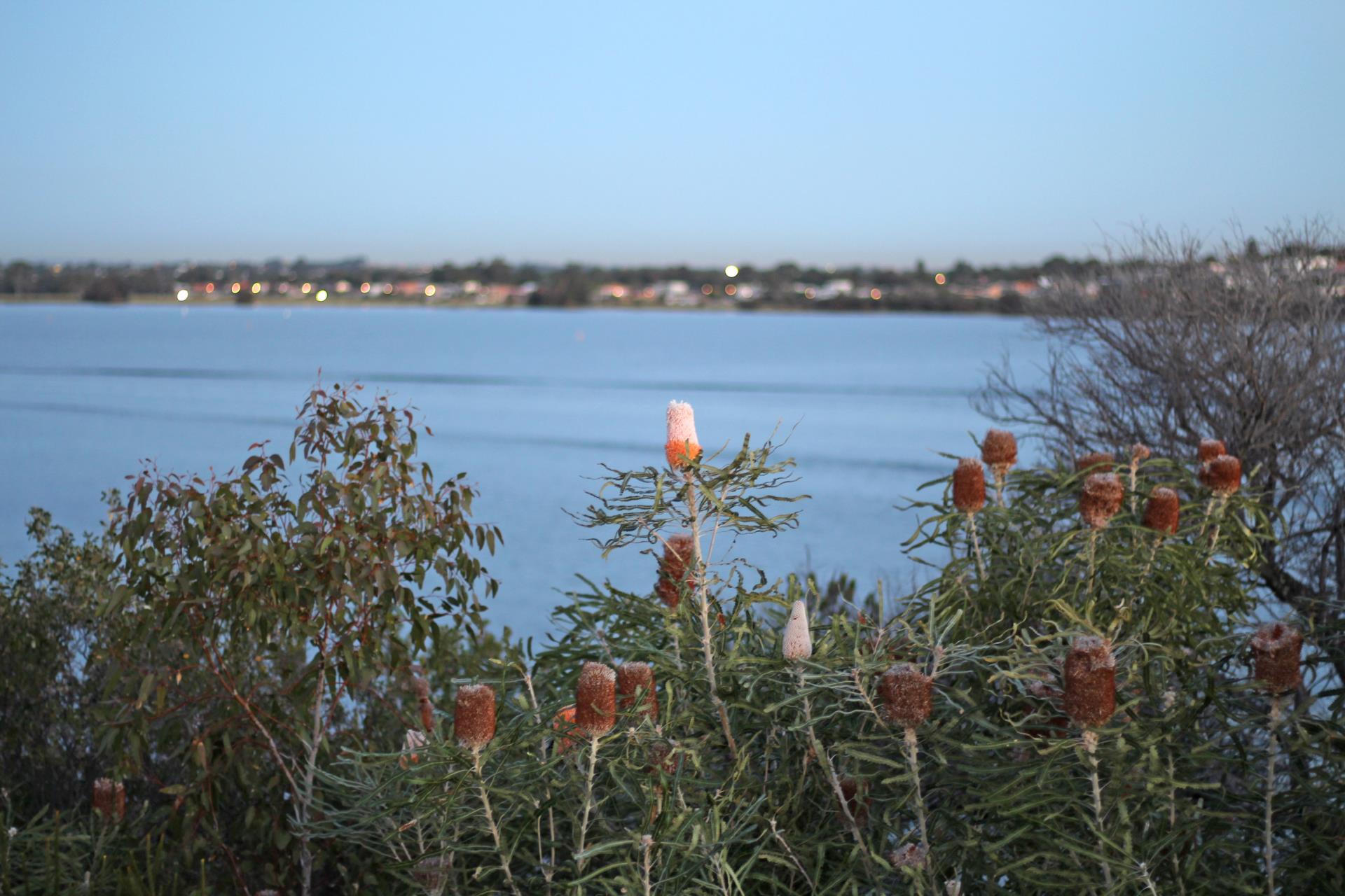 World First Proposal to Restore Banksia Woodland at Point Resolution