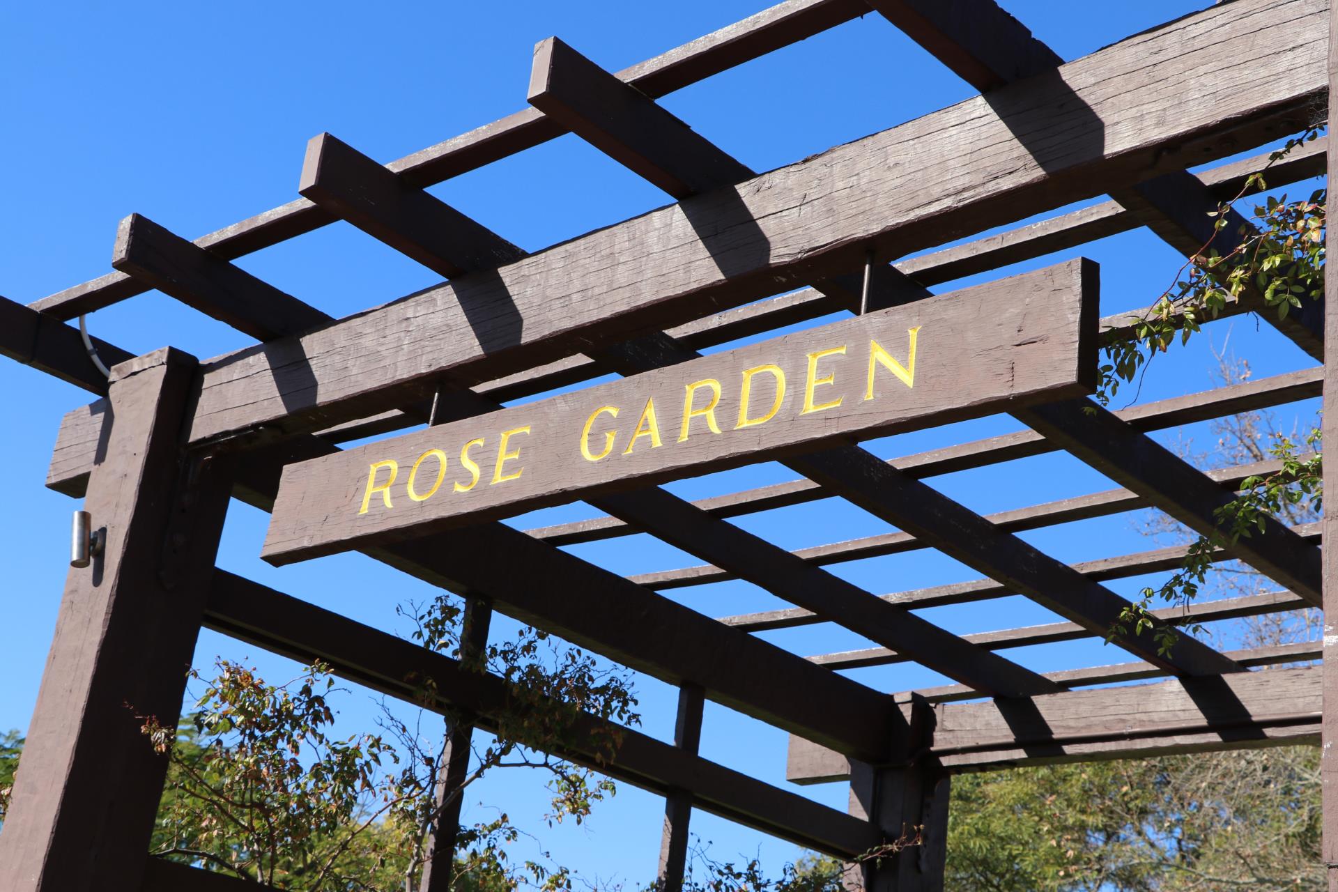 Peace Memorial Rose Garden - Annual Rose Pruning