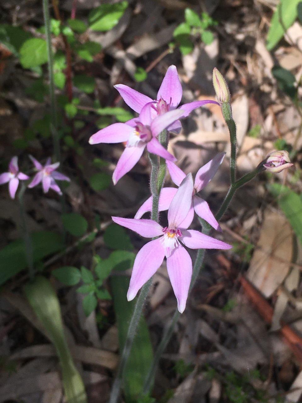 Hollywood Reserve Wildflower Walk - 15 September 2024