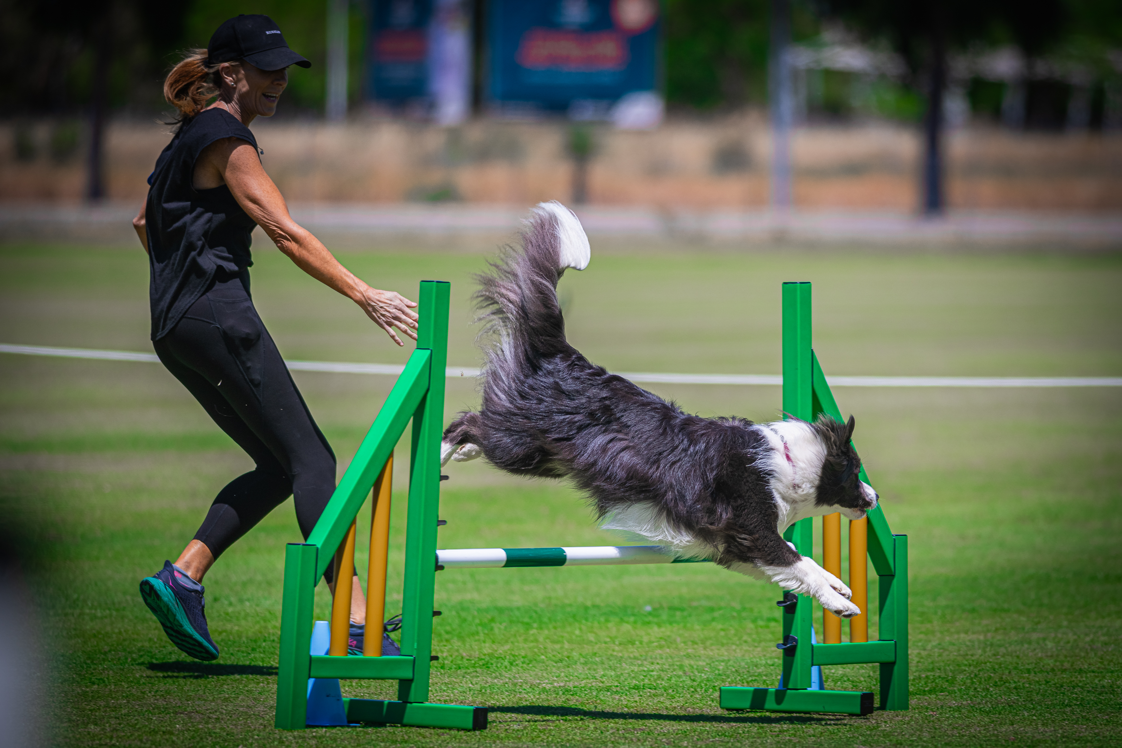 Sporty Paws Dog Agility Training